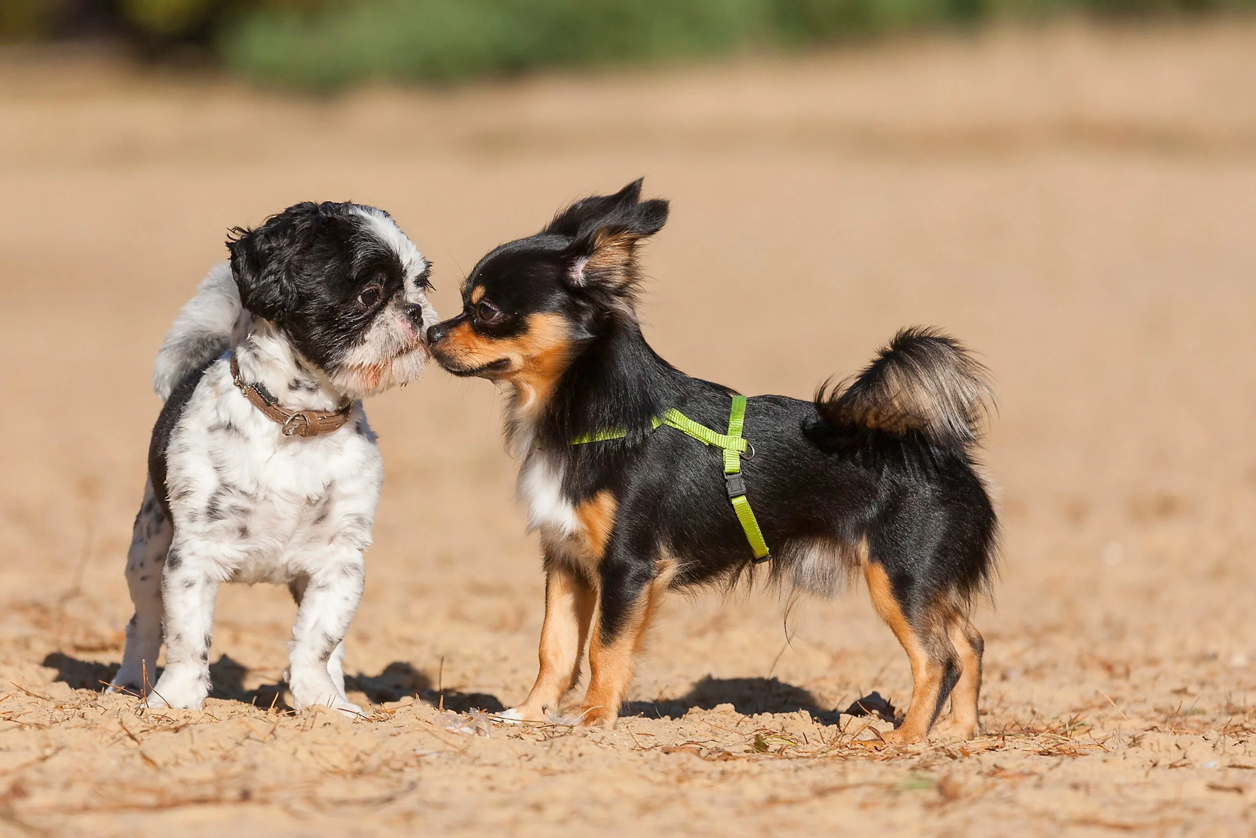 Is a Chilier a Good Dog for Your Family?