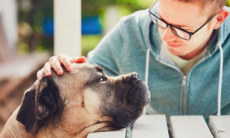 Things You Need to Know About Anxiety Attacks For Your Pets!