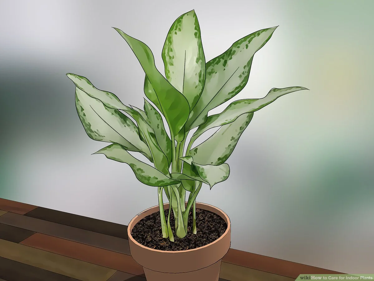 How to take care of flowers indoors?