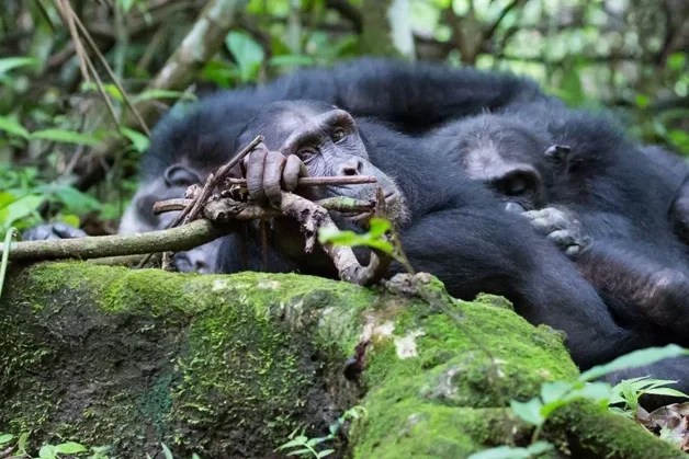 Chimpanzee Habituation: Observing Wild Chimpanzee Behavior in their Natural Habitat